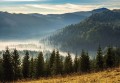 Fototapeta LAS WE MGLE drzewa góry widok