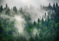Fototapeta LAS WE MGLE drzewa góry widok