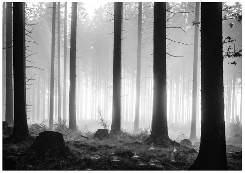 Fototapeta drzewa las niebo fototapety