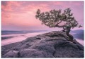Fototapeta drzewo na skale niebo chmury