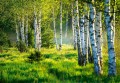 Fototapeta piękny LAS drzewa góry widok