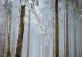 Fototapeta LAS WE MGLE drzewa góry widok