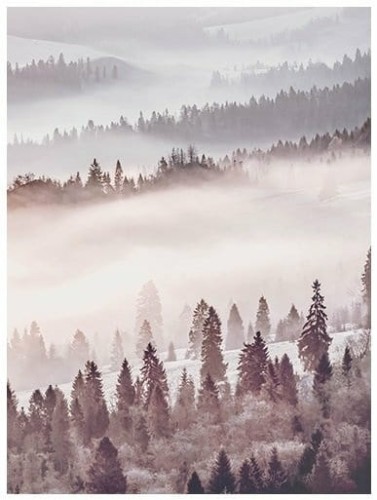 Fototapeta drzewa las we mgle góry widok