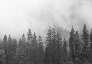 Fototapeta LAS WE MGLE drzewa góry widok