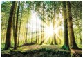Fototapeta drzewa las promienie słońca