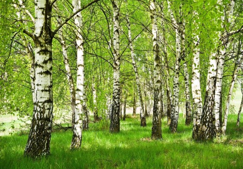 Fototapeta piękny LAS drzewa góry widok