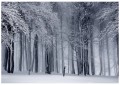 Fototapeta las mgła zima drzewa fototapety