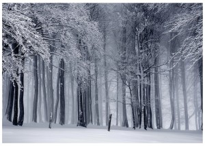 Fototapeta las mgła zima drzewa fototapety