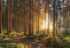 Fototapeta piękny LAS drzewa góry widok