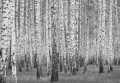 Fototapeta LAS WE MGLE drzewa góry widok