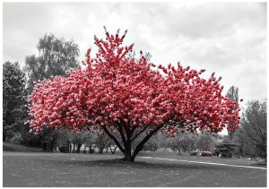 Fototapeta drzewo liście fototapety
