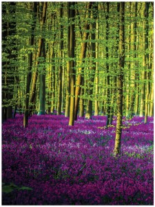 Fototapeta las drzewa liście fototapety