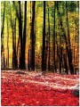 Fototapeta las drzewa liście fototapety