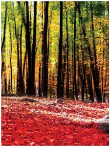 Fototapeta las drzewa liście fototapety