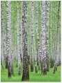 Fototapeta las drzewa liście fototapety