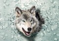 Fototapeta WILK wilki natura wataha MURAL na flizelinie + KLEJ