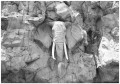Fototapeta zwierzęta słonie fototapety