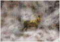 Fototapeta jeleń las fototapety na ścianę