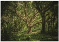 Fototapeta fototapety las piękne drzewo