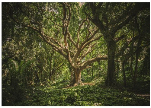 Fototapeta fototapety las piękne drzewo