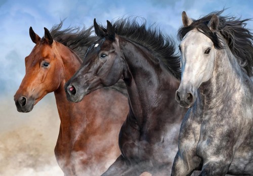 FOTOTAPETA na ścianę KONIE koniki MURAL GALOP flizelina