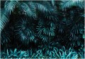 Fototapeta liście palmy natura dżungla