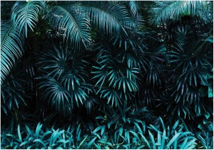 Fototapeta liście palmy natura dżungla