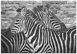 fototapeta zebra zwierzęta fototapety