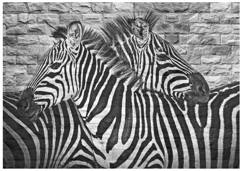 fototapeta zebra zwierzęta fototapety