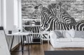 fototapeta zebra zwierzęta fototapety