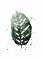 Fototapeta 3D liście monstera palmy