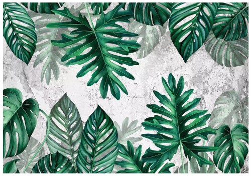 Fototapeta liście monstera palmy listki