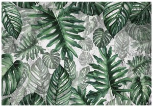 Fototapeta liście monstera palmy listki