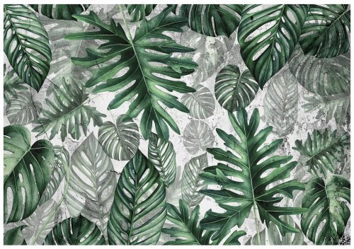 Fototapeta liście monstera palmy listki