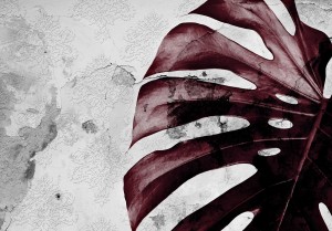 Fototapeta liść liście monstery