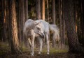 Fototapeta koń konie zwierzęta fototapety