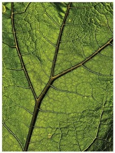 Fototapeta liść liście makro rośliny