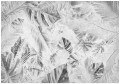 Fototapeta liście monstera palmy