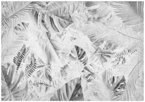 Fototapeta liście monstera palmy
