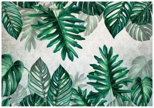 Fototapeta liście monstera palmy listki