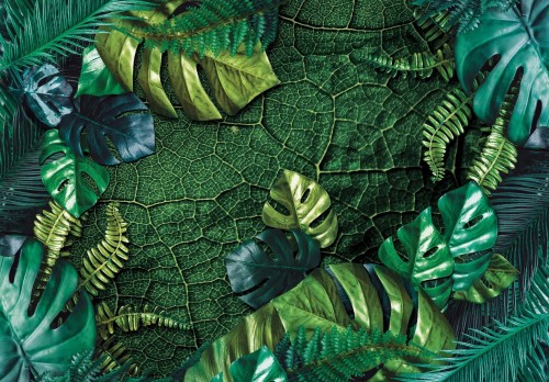 Fototapeta LIŚCIE kwiaty MONSTERA listki