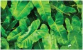Fototapeta liście monstera fototapety