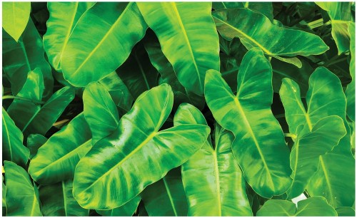 Fototapeta liście monstera fototapety