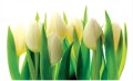 Fototapeta na ścianę białe tulipany