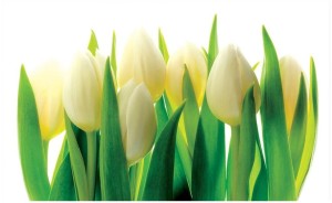 Fototapeta na ścianę białe tulipany