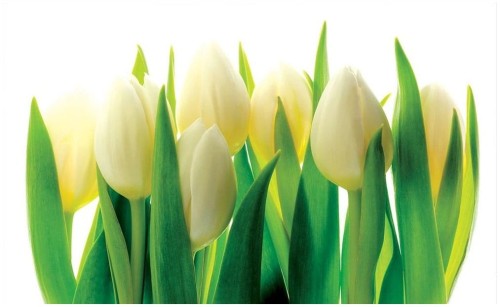 Fototapeta na ścianę białe tulipany