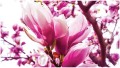 Fototapeta kwiat magnolia fototapety