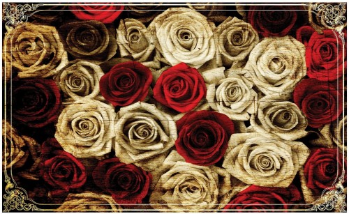 Fototapeta róża róże kwiaty fototapety