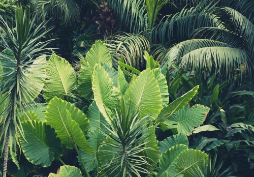 Fototapeta LIŚCIE kwiaty MONSTERA listki