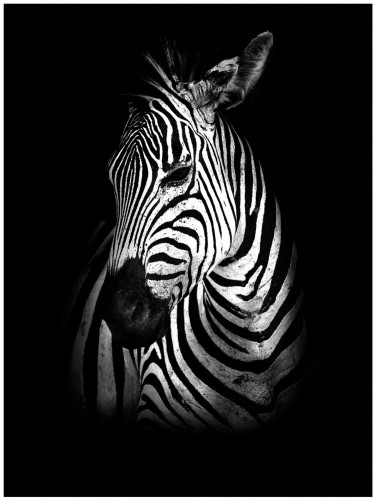 Fototapeta zebra zebry fototapety